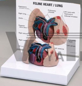 Feline Heart Lung Anatomical Model